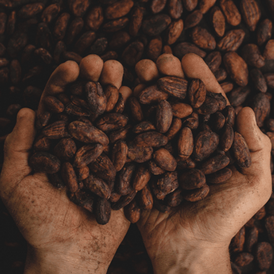 Cocoa beans and cocoa pods
